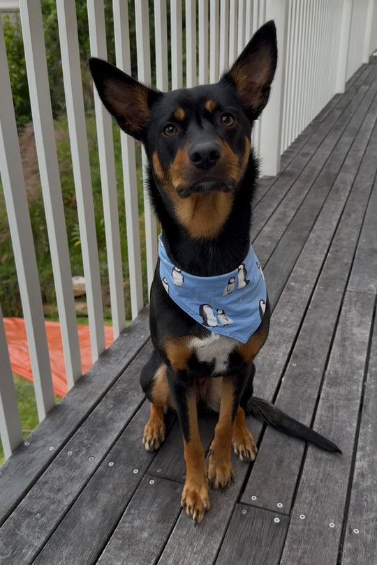 Pet Bandana - PENGUINS